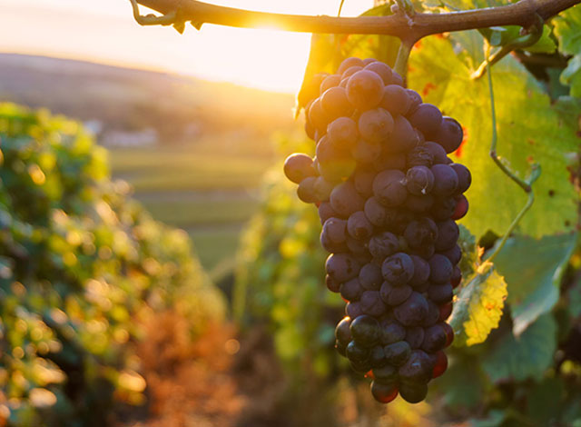 Domaine viticole